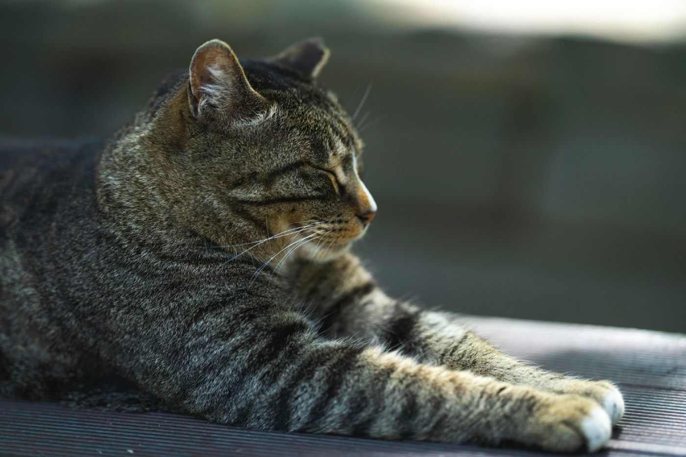 No se trata solo de si el seguro veterinario es rentable, sino de la tranquilidad de saber que tu mascota estará protegida.