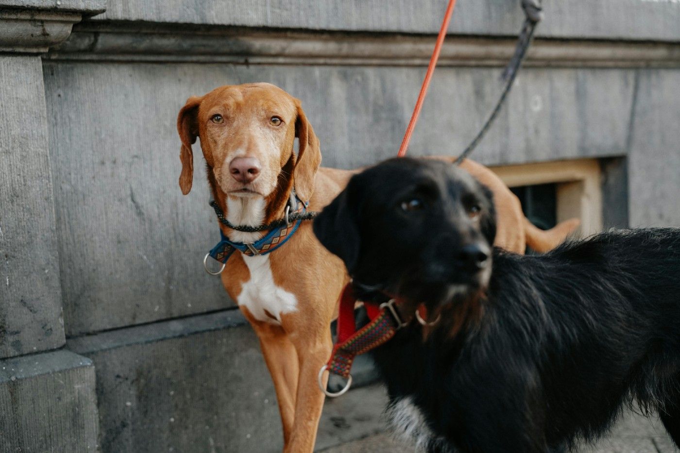 Contar con el seguro de responsabilidad civil no solo es una obligación legal, sino también una garantía de tranquilidad para el pet parent y una forma de cumplir con la ley bienestar animal