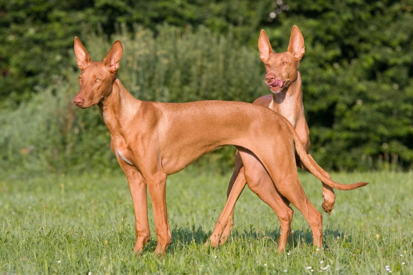 El Podenco necesita actividad física, sí, pero también necesita usar la cabeza