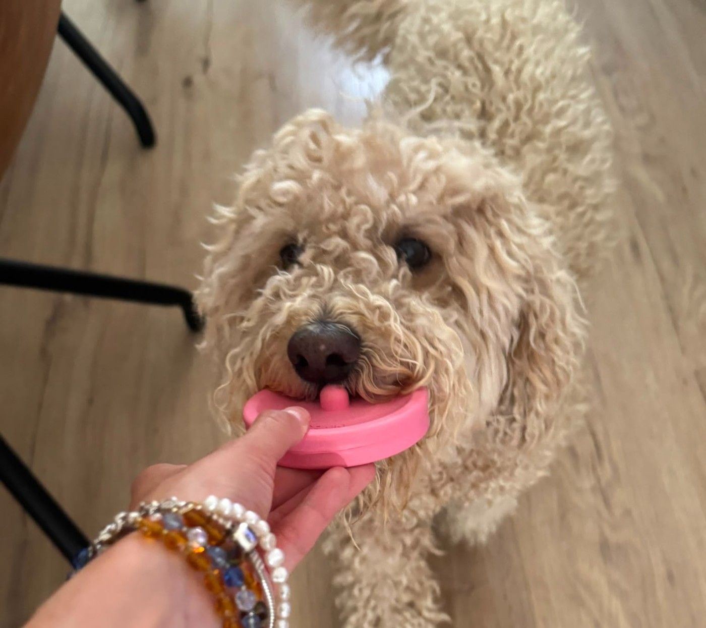 Caniche marrón de tamaño mediano con el juguete de Musky