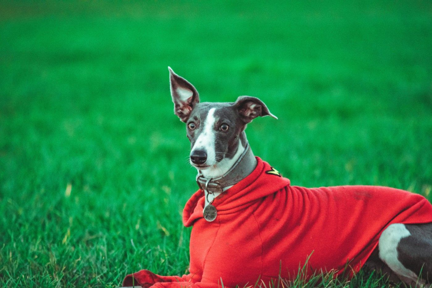 Los perros que necesitan abrigo cuando llega el frío: cómo proteger a tu hocico en invierno
