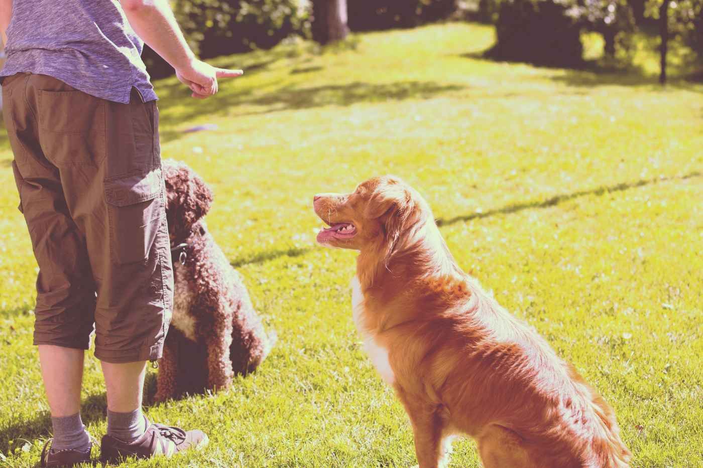 Adiestramiento canino: claves básicas para un perro obediente