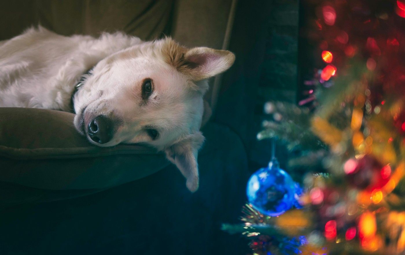 Antes de adoptar o comprar un perro, es imprescindible analizar si el estilo de vida encaja con sus necesidades reales