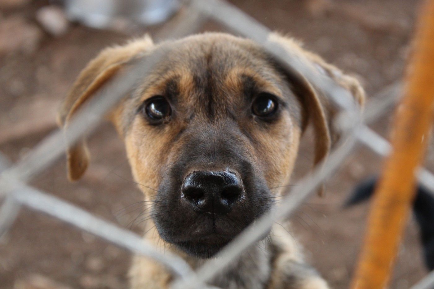 Adoptar un perro requiere una serie de cuidados especiales