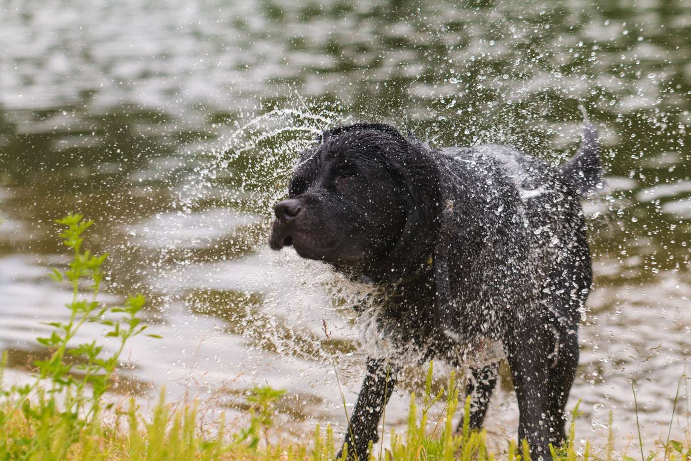 El agua es uno de los causantes de otitis en perros