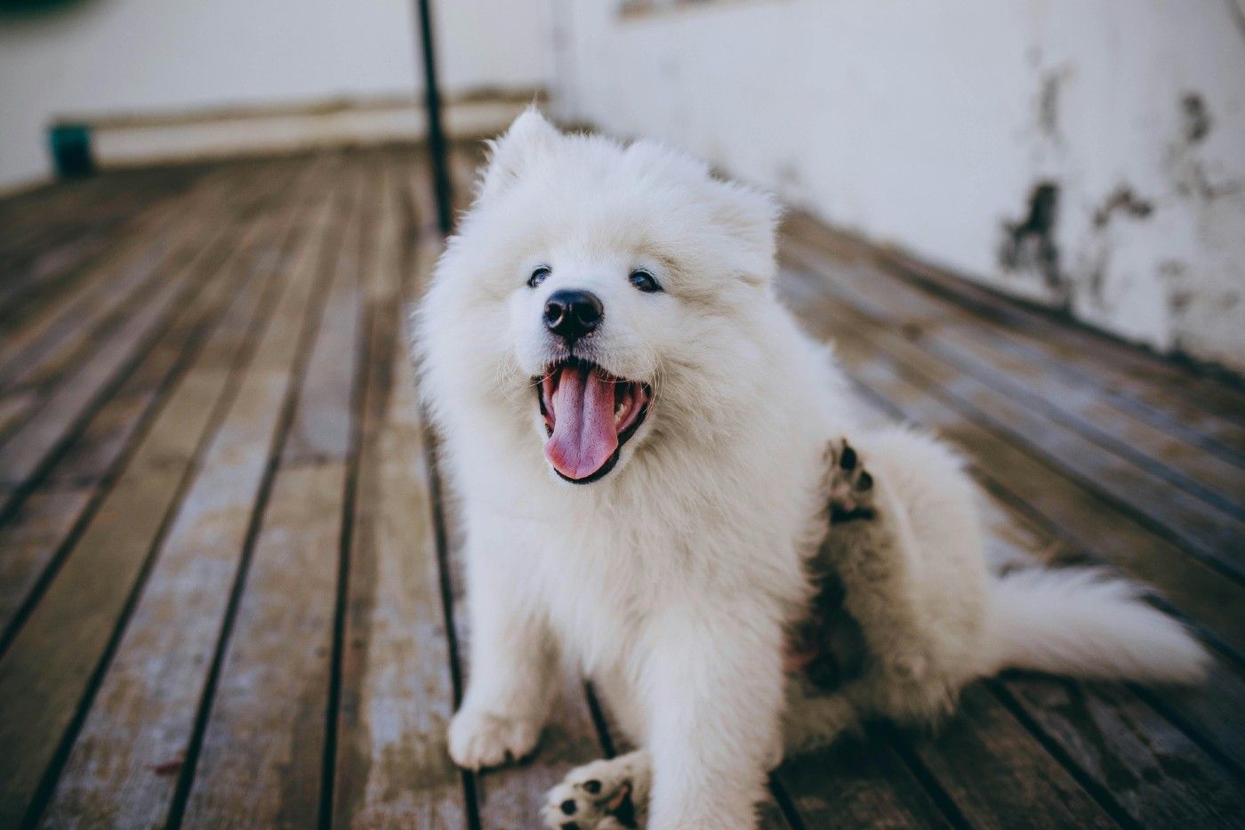 Cómo detectar alergias en perros: guía práctica para pet parents