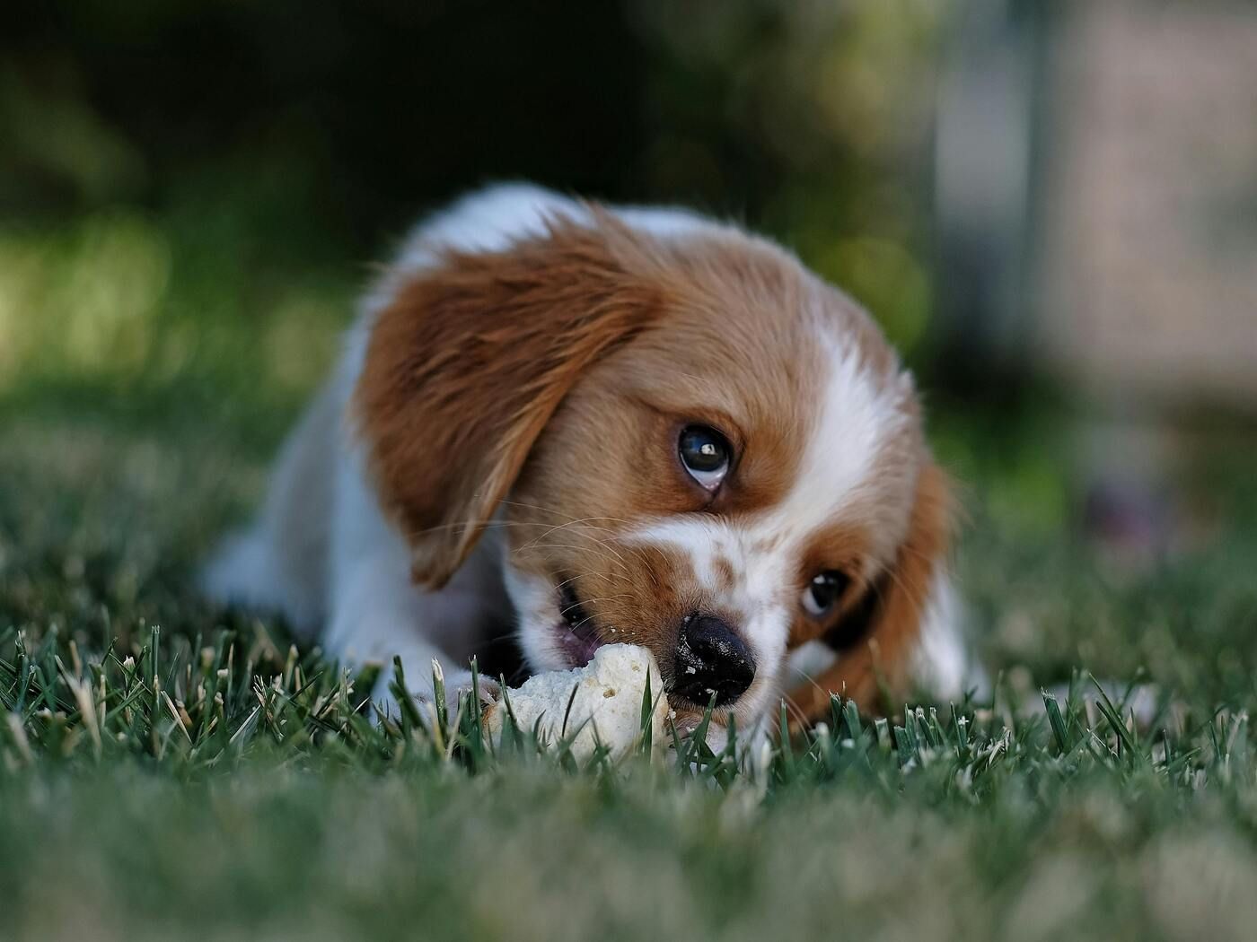 El síntoma más habitual en las alergias en la piel de perros es el picor persistente