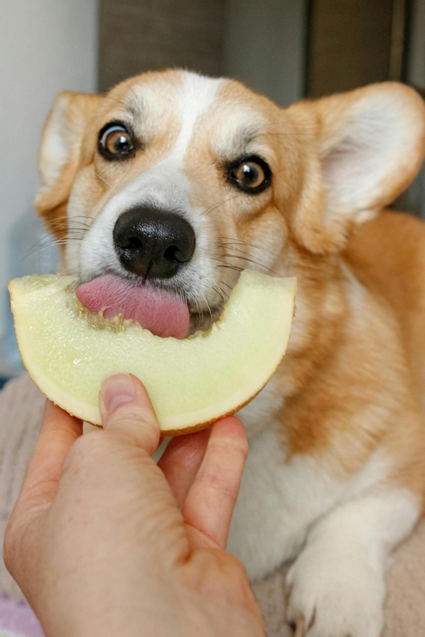 Alimentación funcional para perros y gatos: clave en la salud preventiva de tu mascota