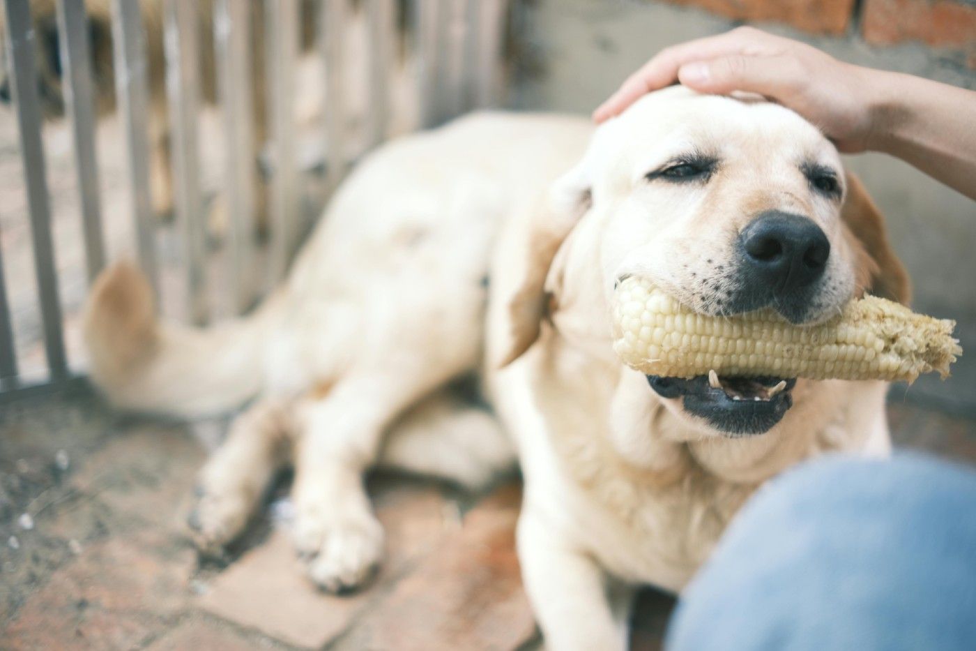 🐶 Los errores más comunes al cambiar la alimentación de tu perro (y cómo evitarlos)