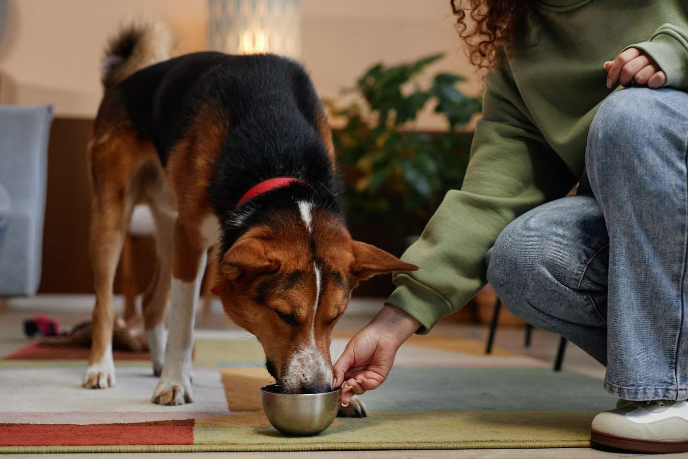 Alimentación natural para perros | Musky