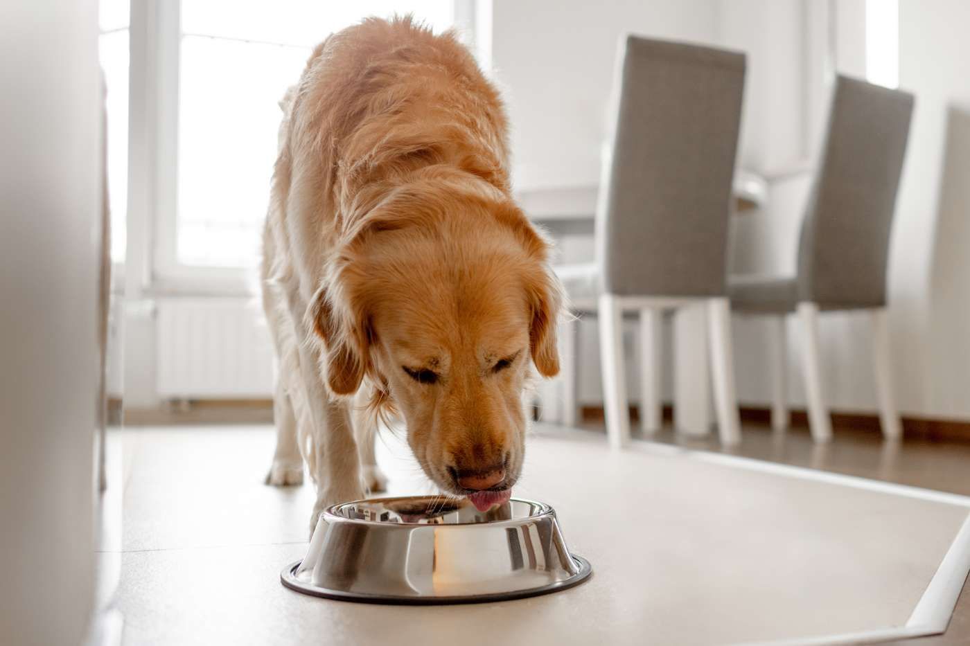 La importancia de darle a tu perro alimentos saludable