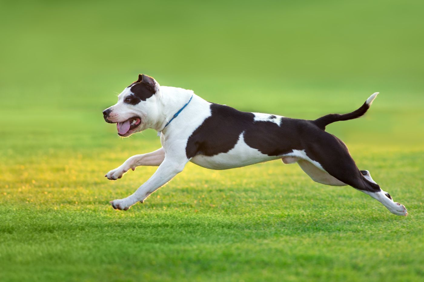 American Pitbull Terrier corriendo y jugando al aire libre