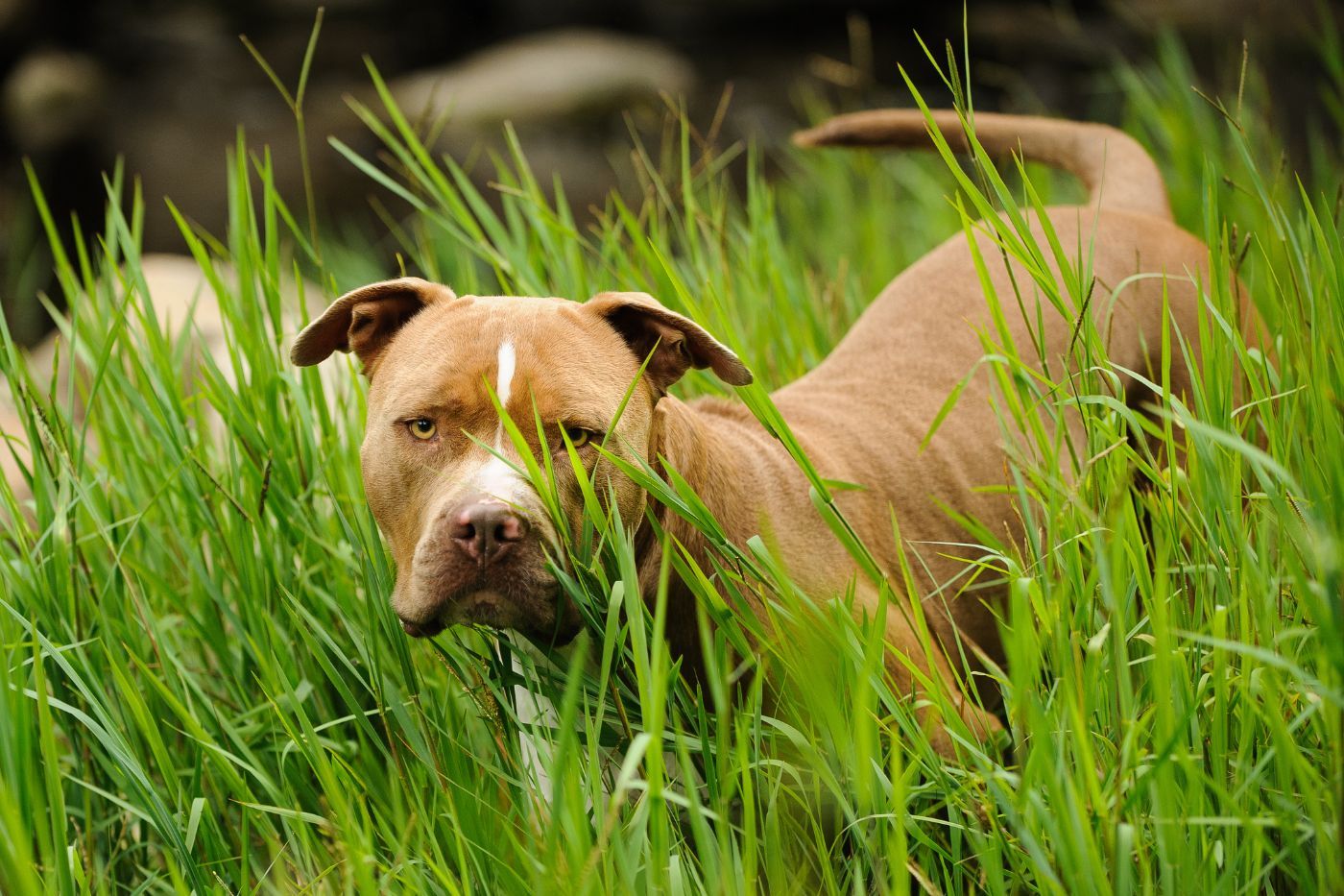 Guía completa sobre el American Pitbull Terrier: carácter y cuidados