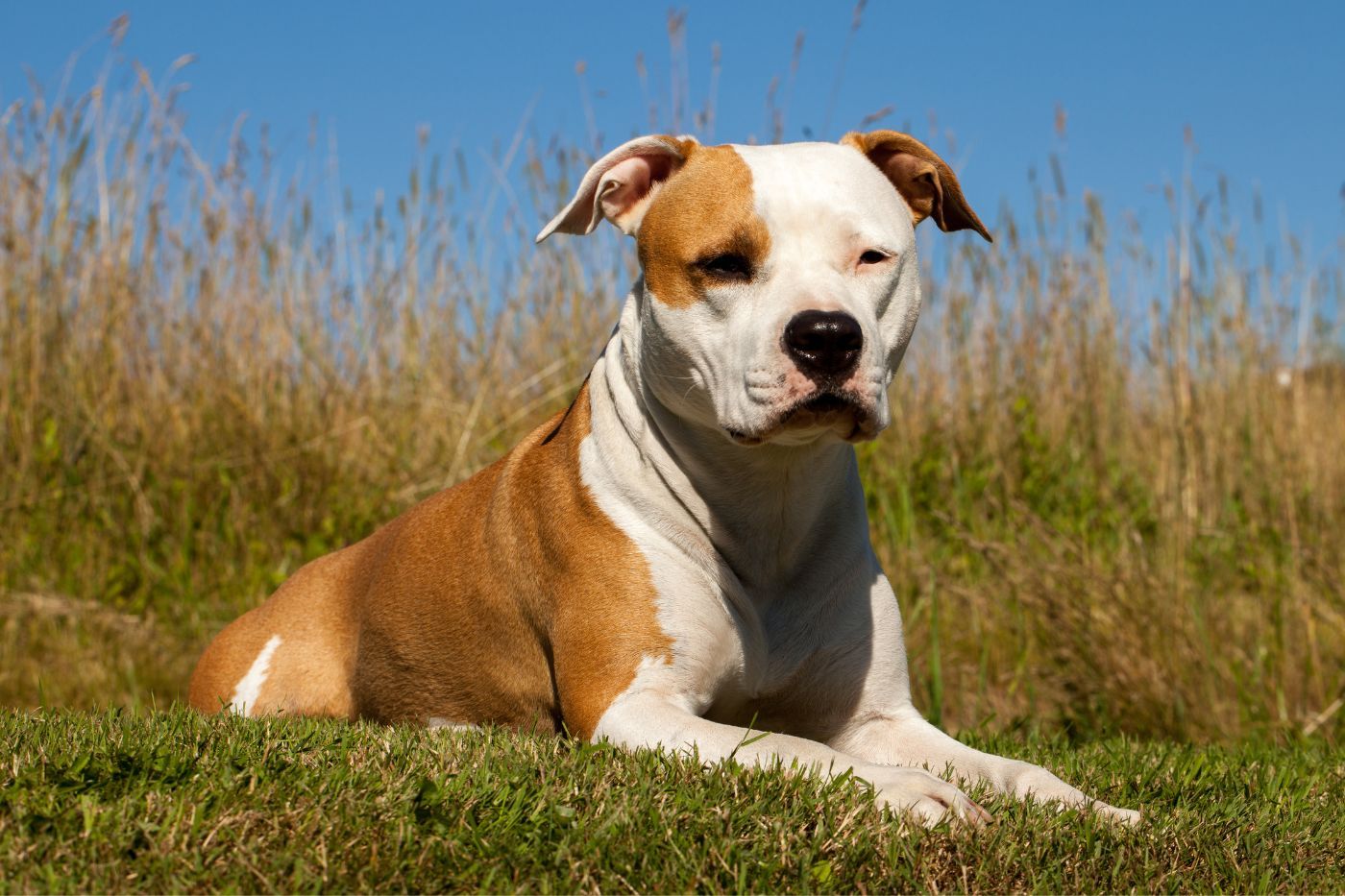 American Staffordshire Terrier: todo sobre la raza american stanford