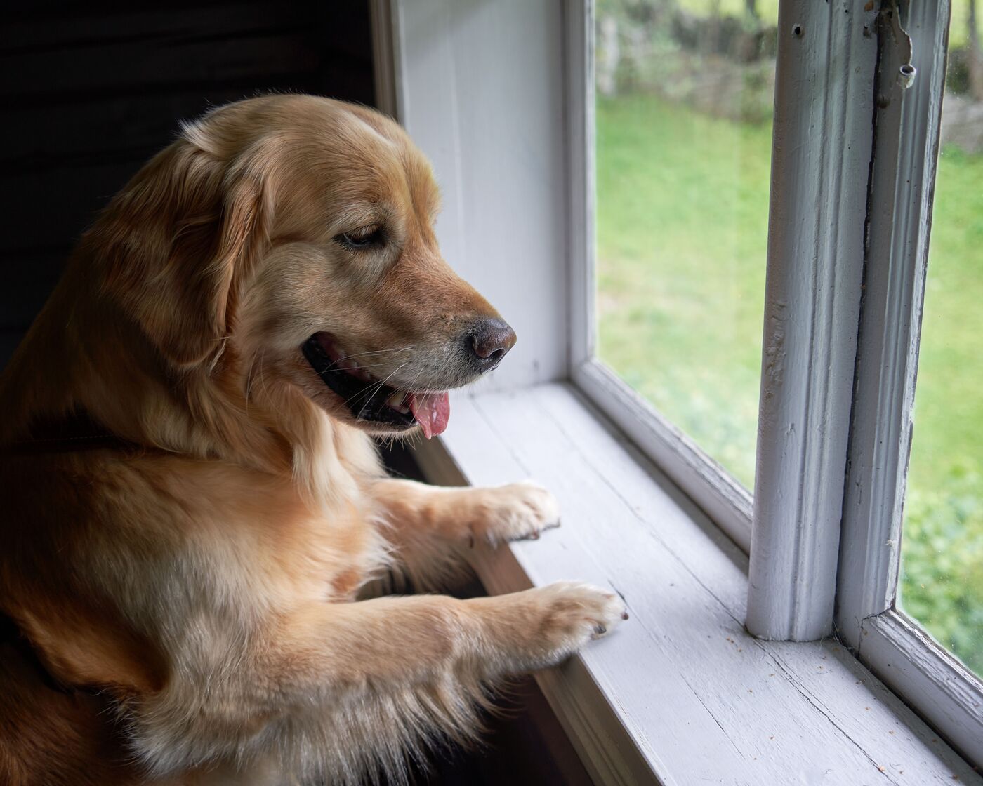 Ansiedad por separación en perros en verano: cómo prevenirla, tratarla y pedir ayuda