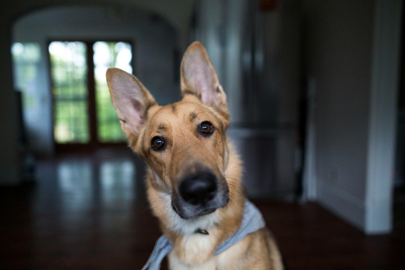 Artrosis en perros: cómo aliviar el dolor y cuidar sus articulaciones en otoño