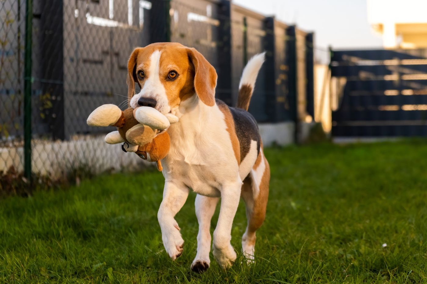 Beagle: características, salud y cuidados