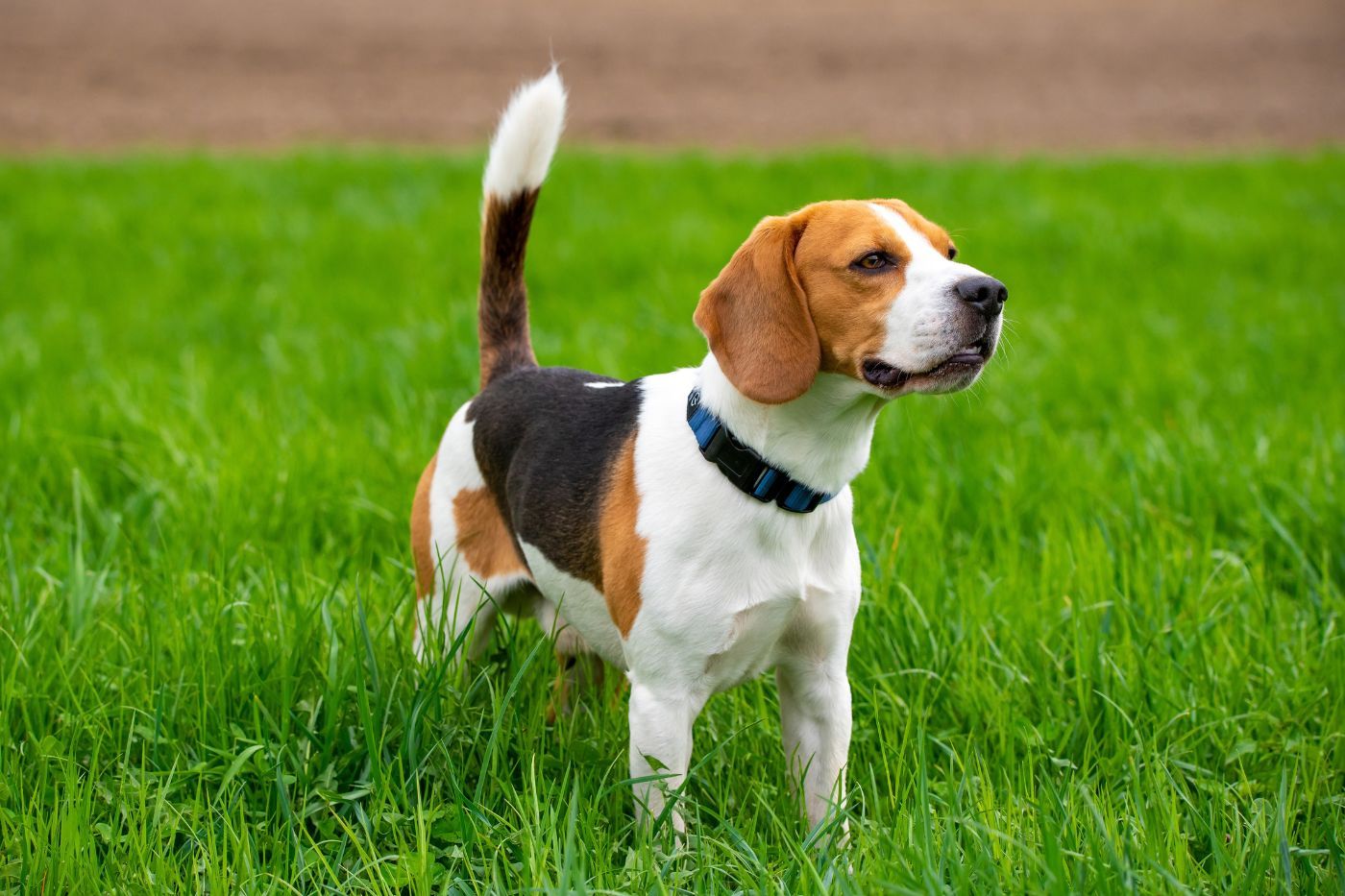 Beagle es un sabueso