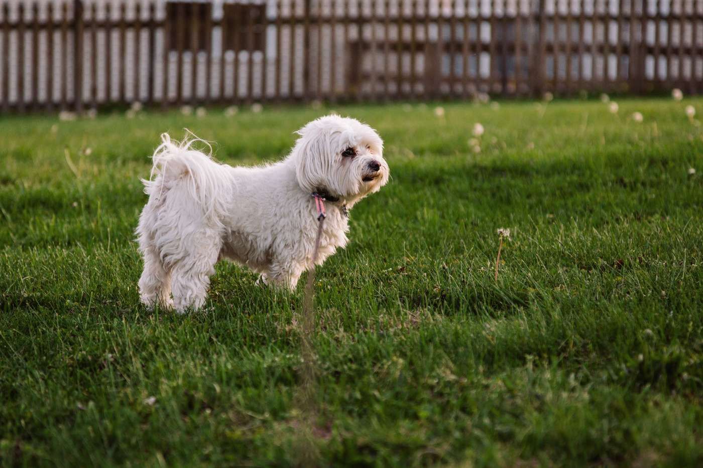 Bichón Maltés: cuidados del pelo y carácter