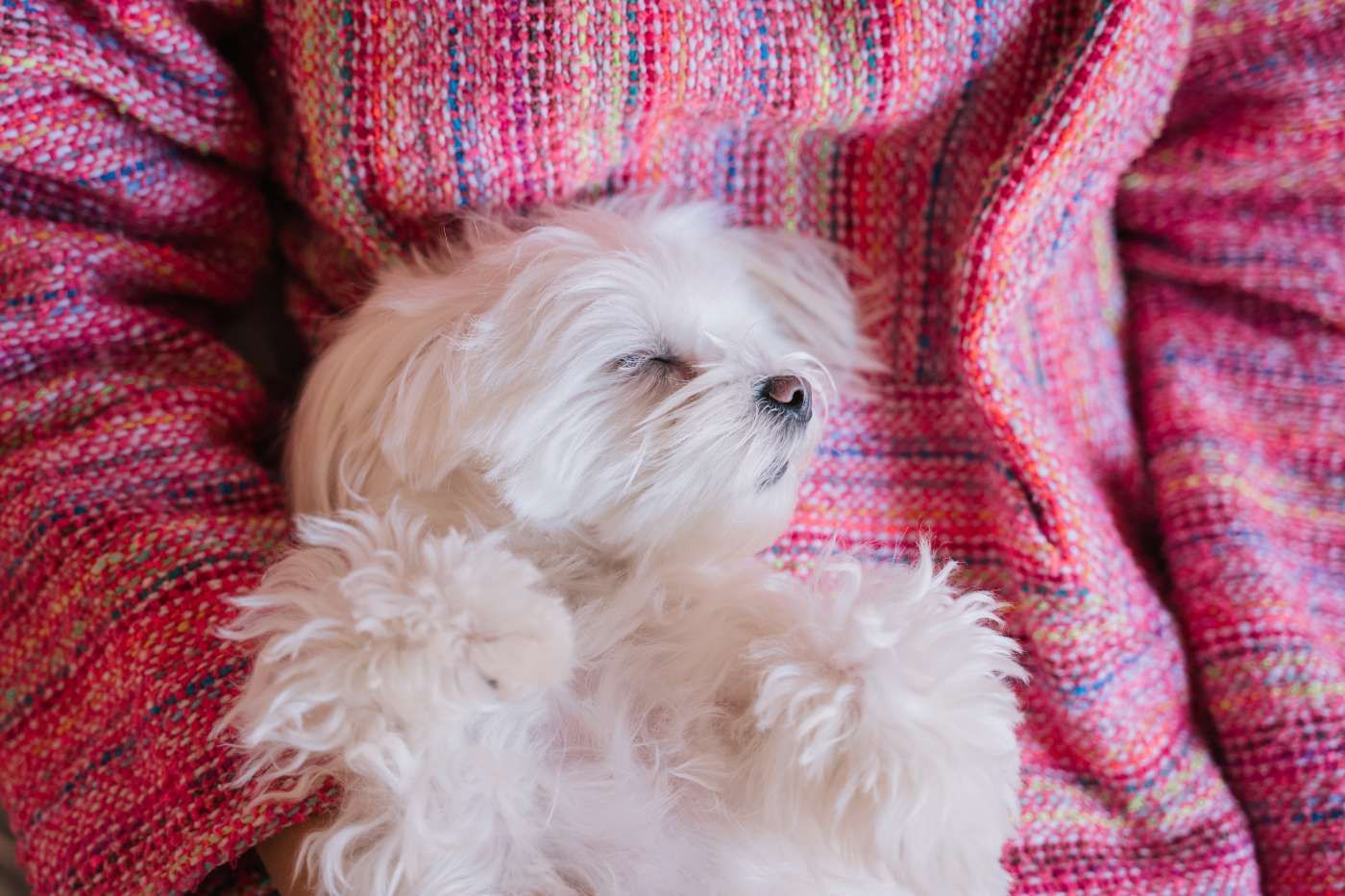 ¿Cuántos años vive un bichón maltés?