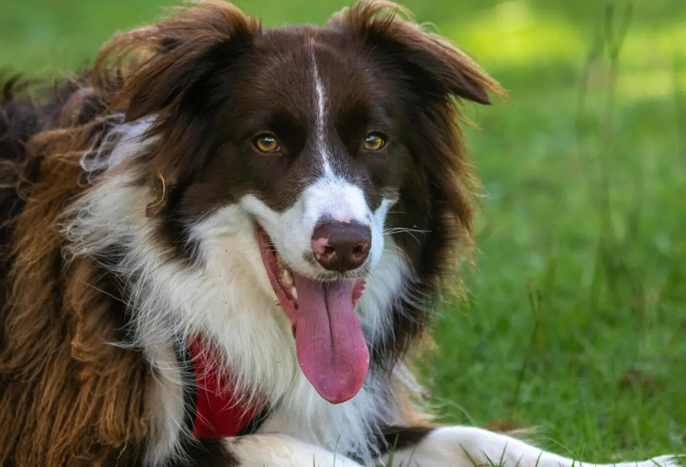 ¿Cómo afecta el verano y el cambio de temperaturas al Border Collie?