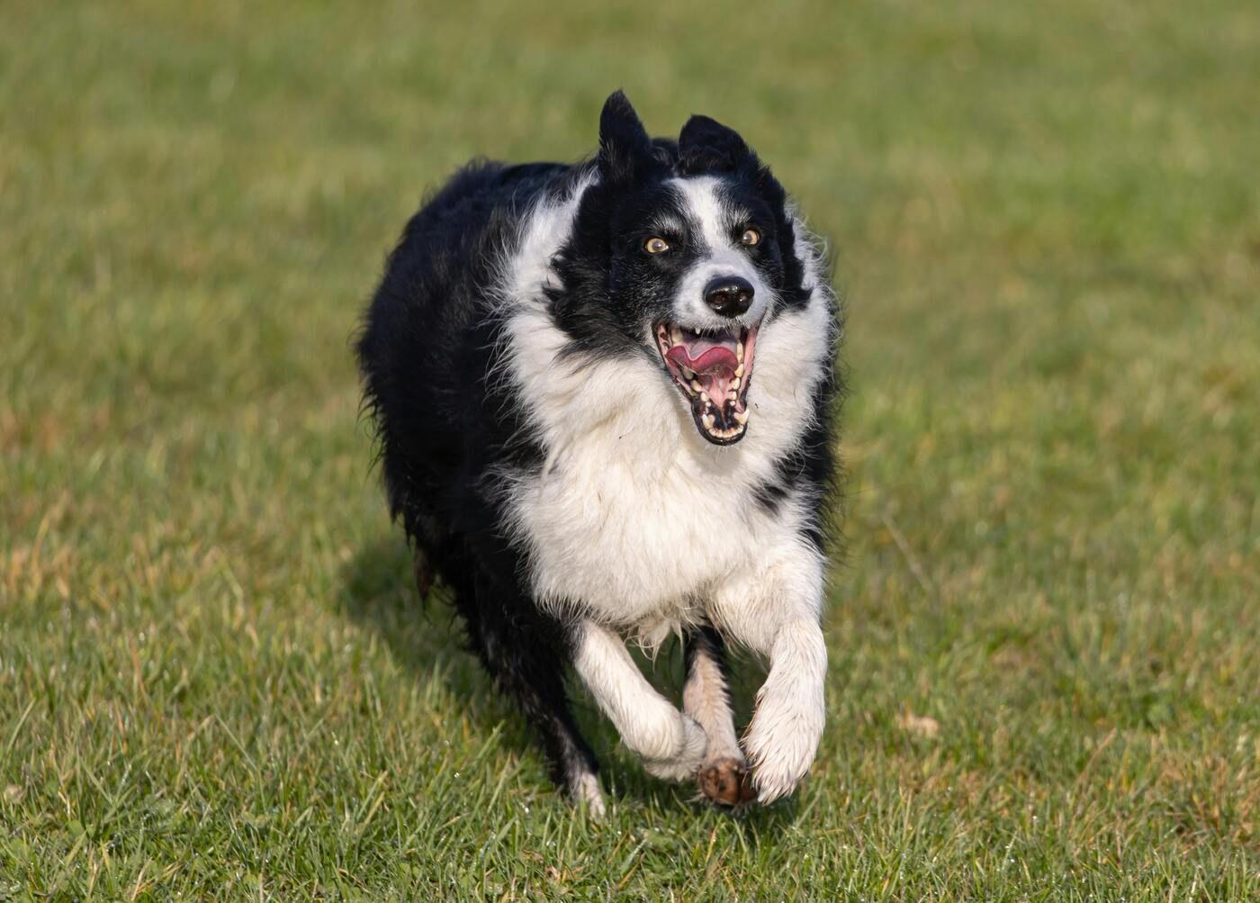 El mejor horario para pasear a un Border Collie en verano es antes de las 9h y después de las 20h