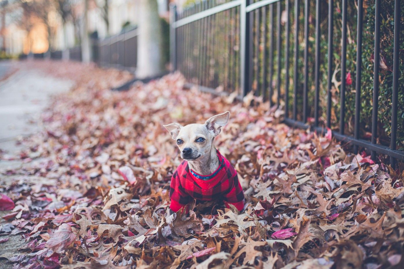 Bronquitis canina: qué es, cómo reconocerla y cómo proteger a tu perro