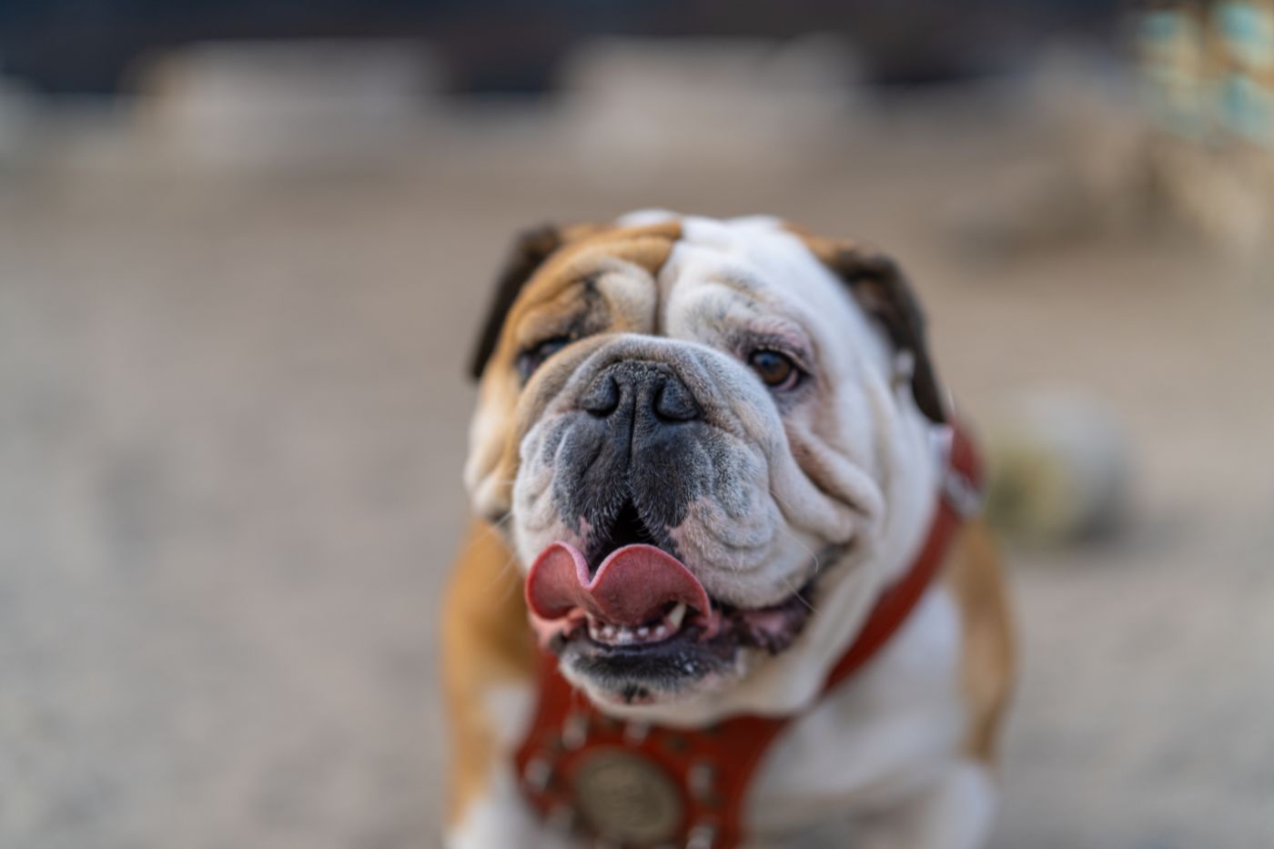 Bulldog: características, salud y cuidados
