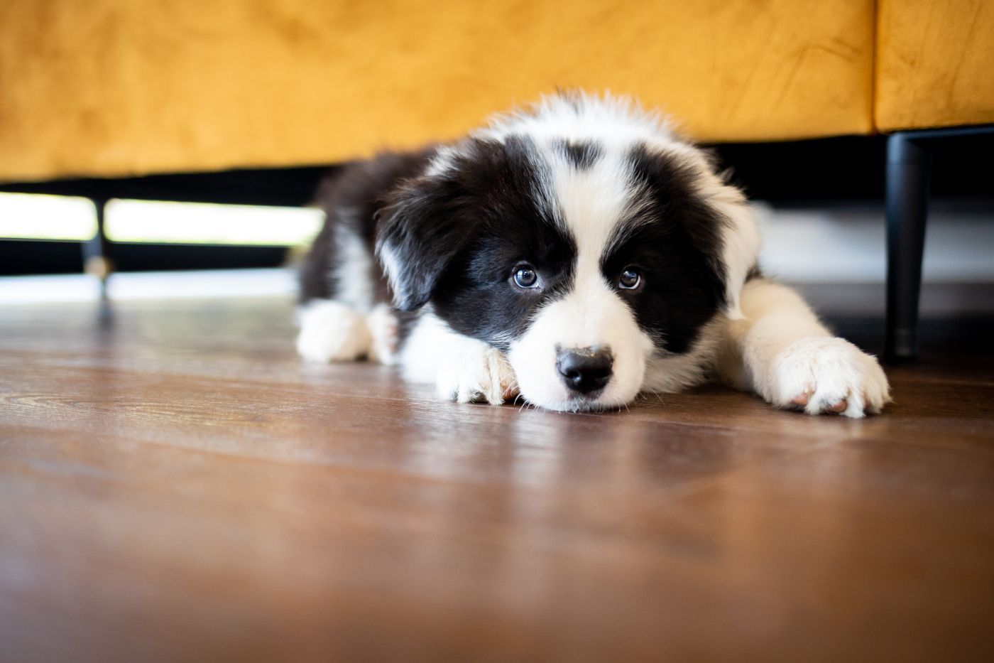 Cachorro sano en periodo de vacunación