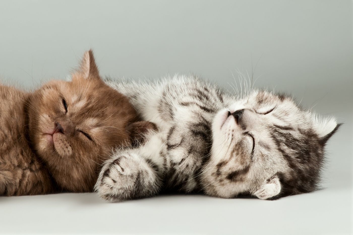 Cachorros de gato juntos