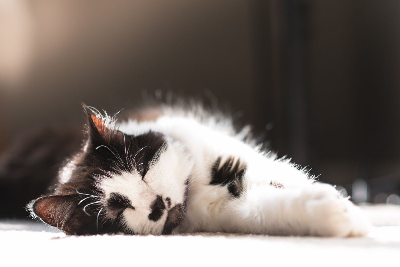 Mi gato no sale de casa, ¿puede sufrir un golpe de calor? Guía para refrescarlo este verano