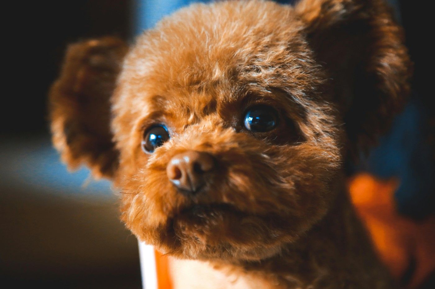 ¿En qué se diferencian el caniche toy, caniche mediano y caniche gigante (estándar)?