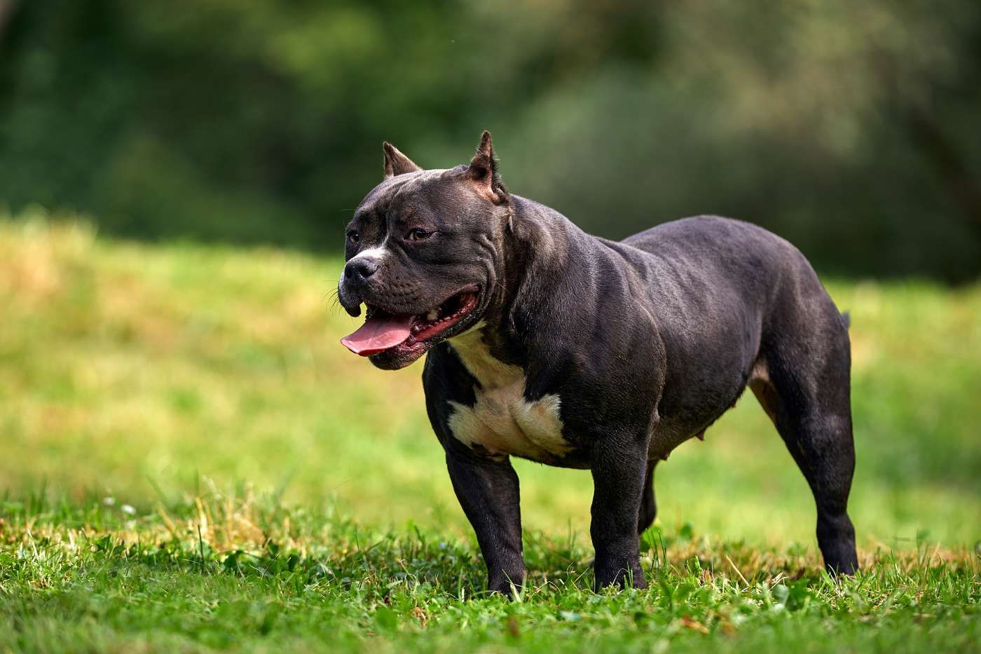 ¿Es PPP el American Bully?