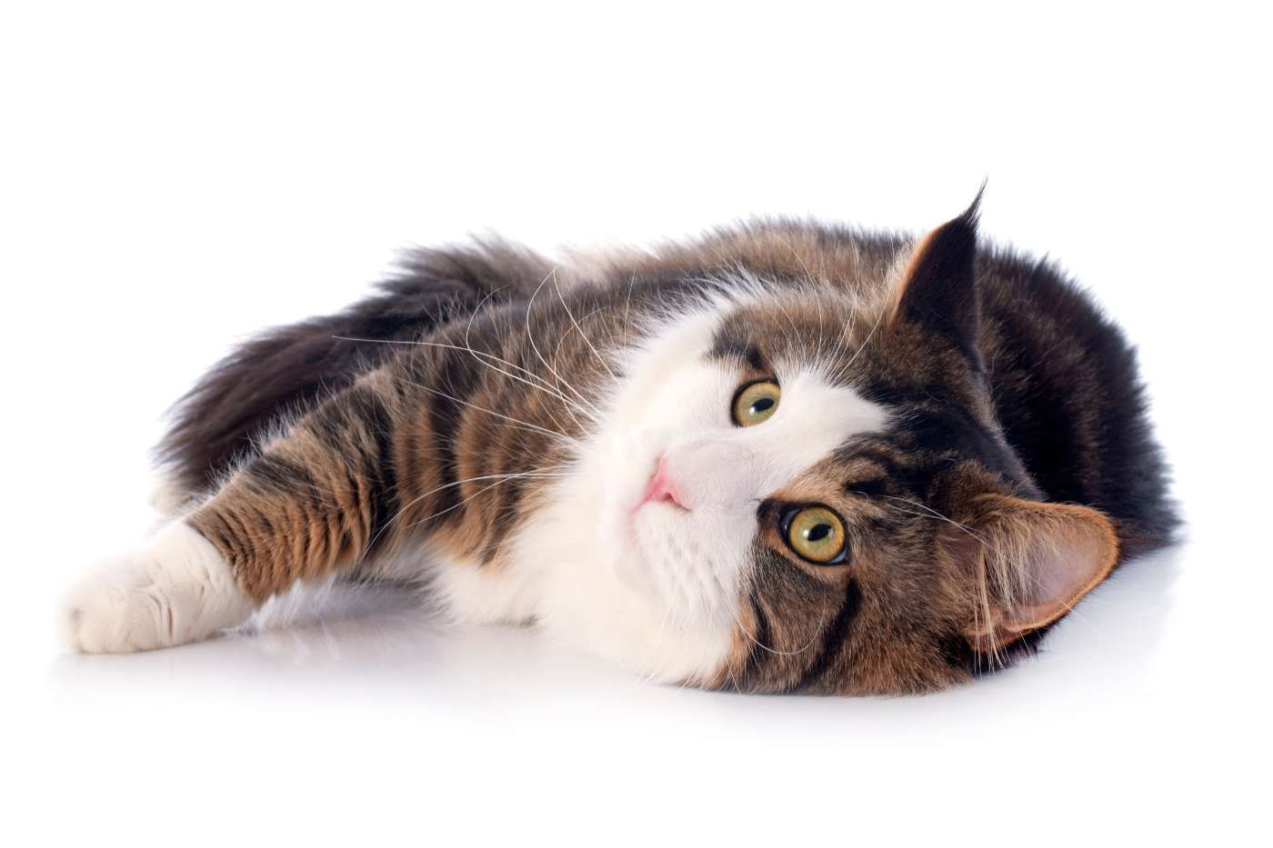 ¿Cuál es el carácter del gato de raza Maine Coon?