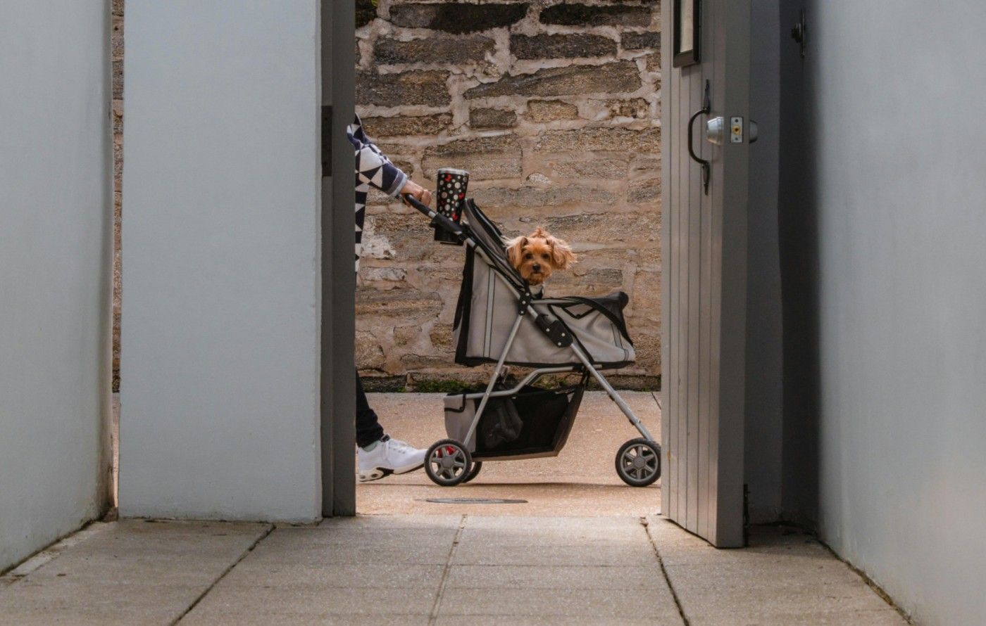 Carro para perro: pros y contras para la salud y bienestar de tu mascota