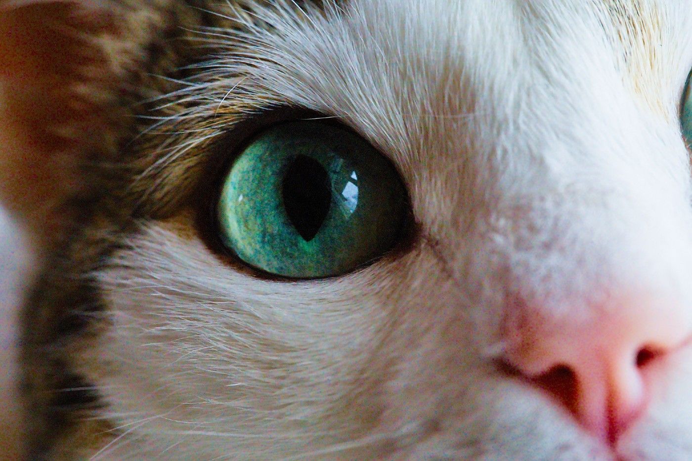 ¿Cómo puedo detectar las cataratas en un gato a tiempo?
