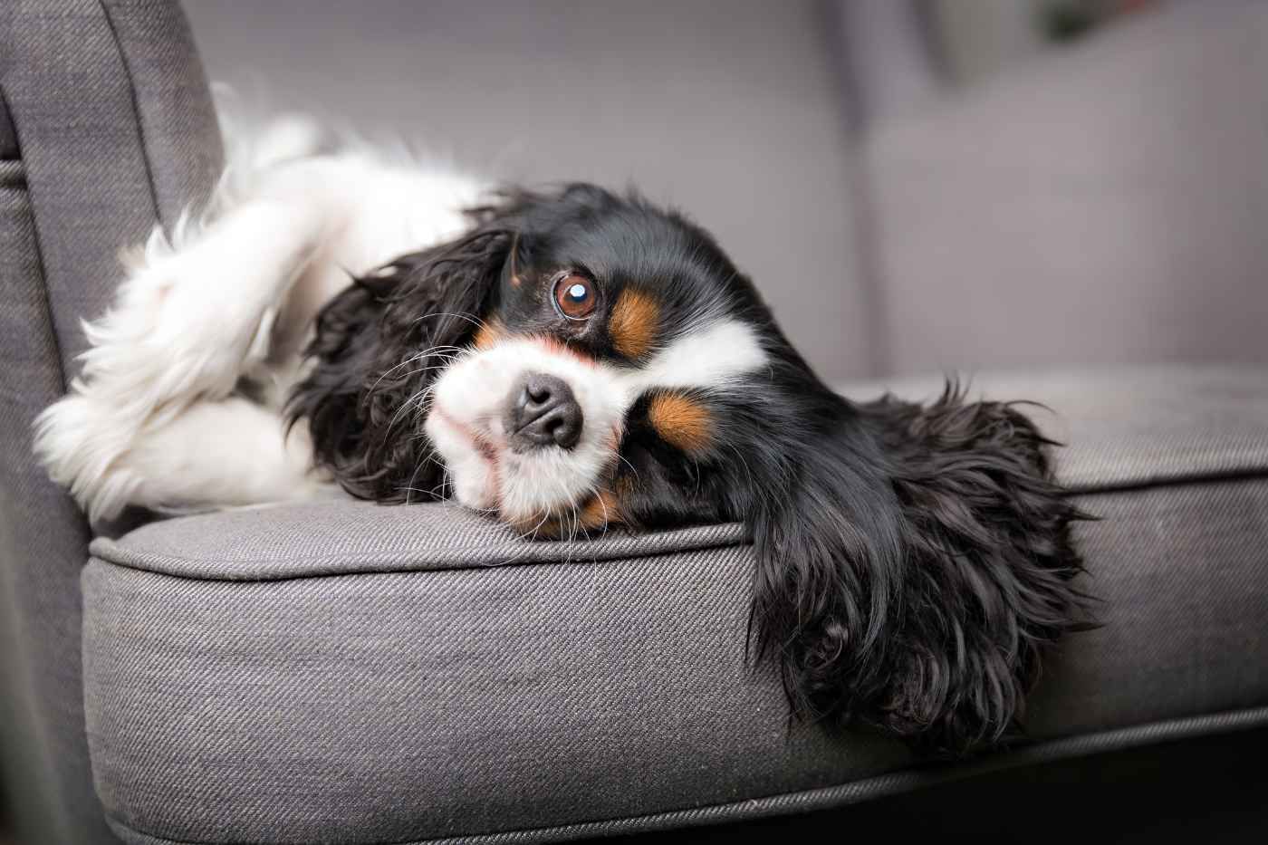 Cavalier King Charles Spaniel: elegancia y temperament