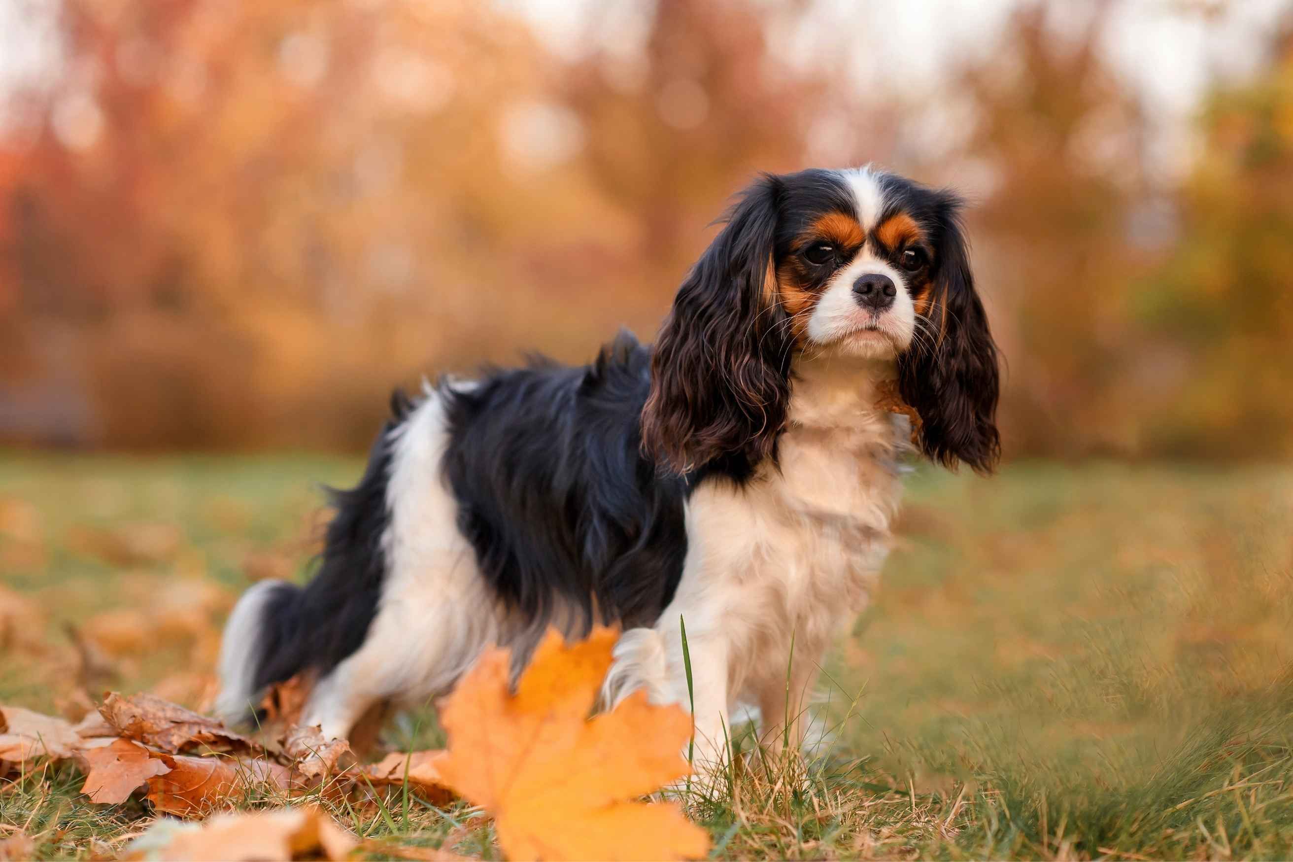 ¿Qué enfermedades se asocian a los perros Cavalier King Charles Spaniel?