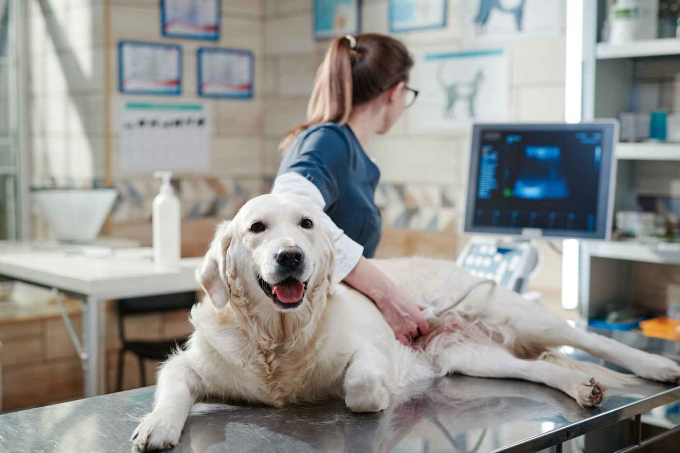 Veterinaria atendiendo a perro en Hospital Veterinario 24H