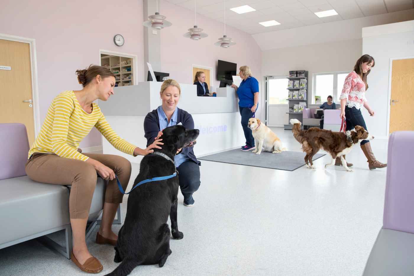 Mejores veterinarios en Murcia: clínicas, hospitales 24h y centros mejor valorados