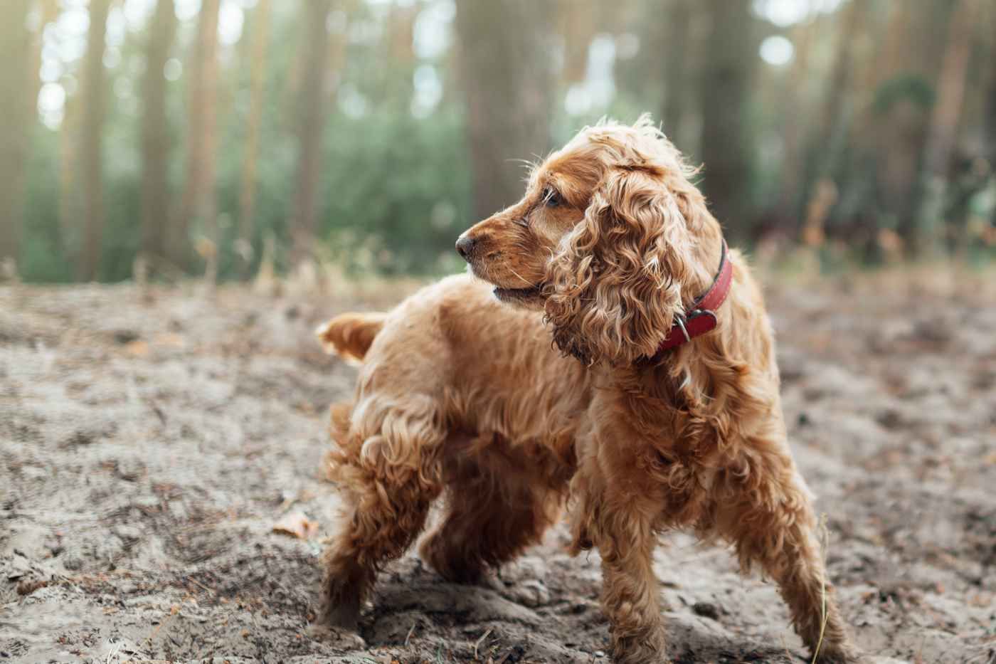Cocker Spaniel: guía completa sobre carácter y pelaje