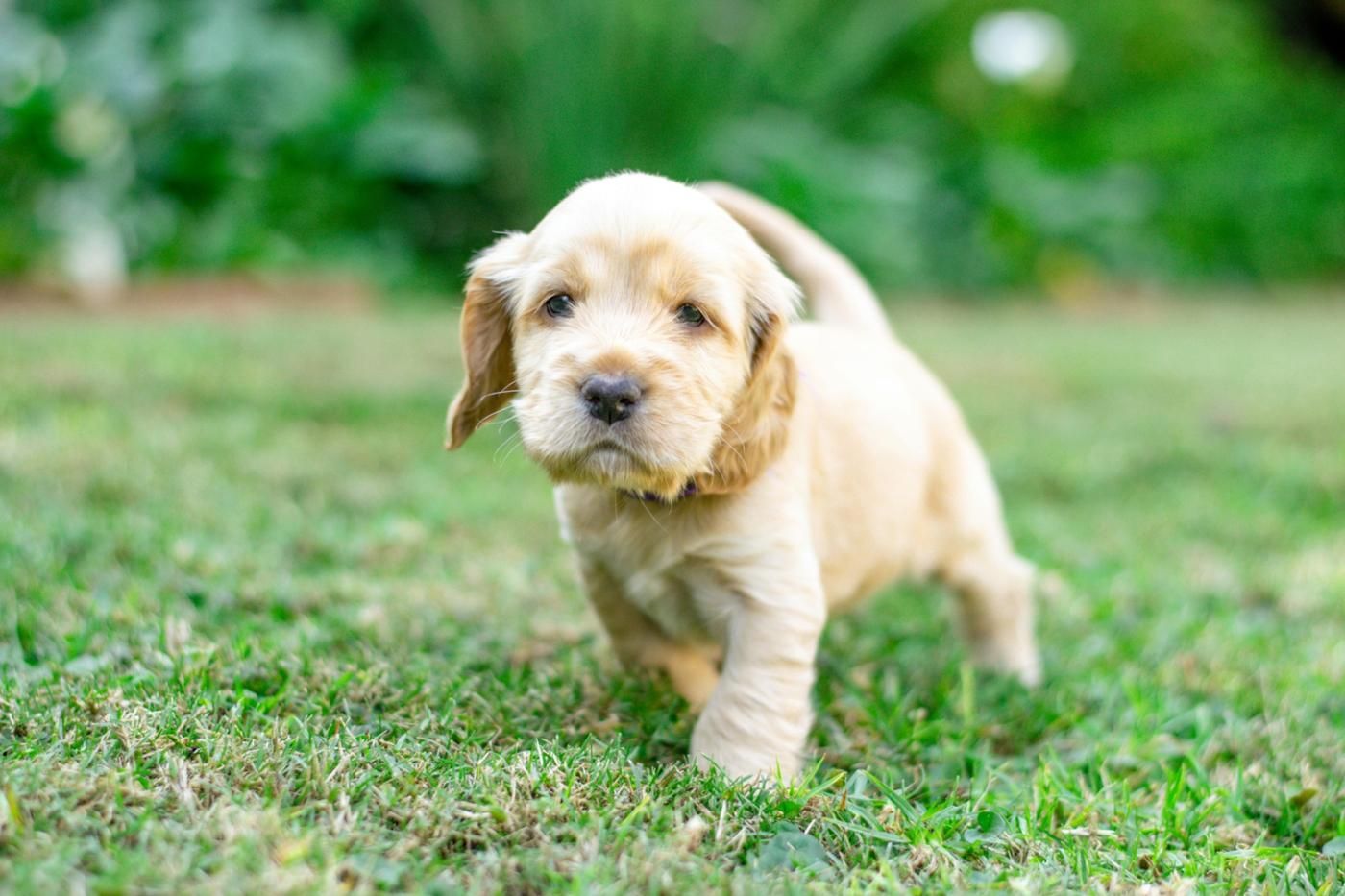 Cómo entrenar a un Cocker Spaniel cachorro en casa: guía completa para principiantes