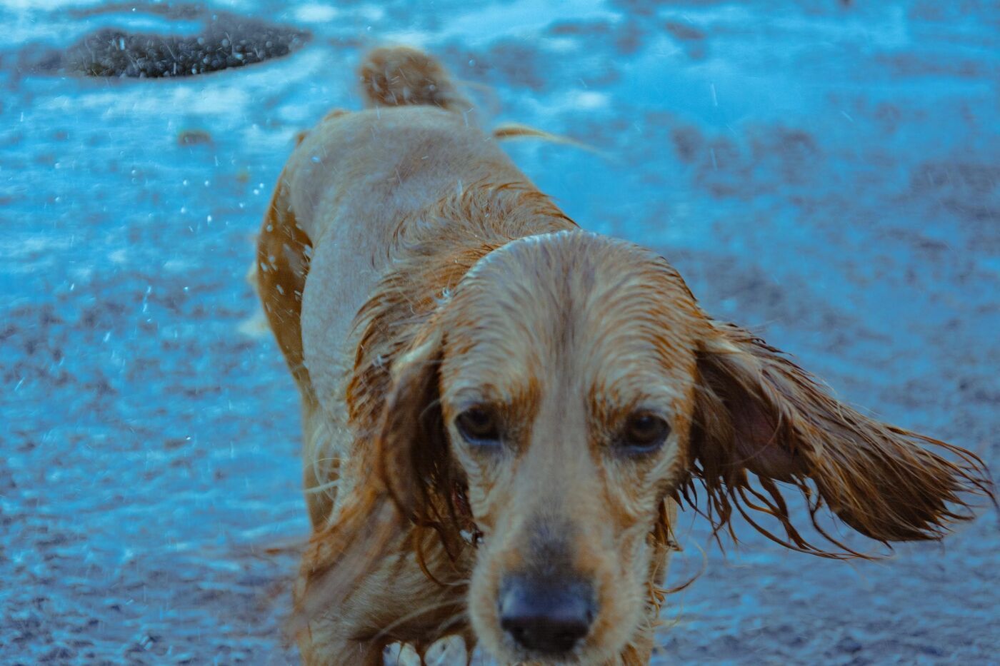 Cocker Spaniel mojado al salir de la playa