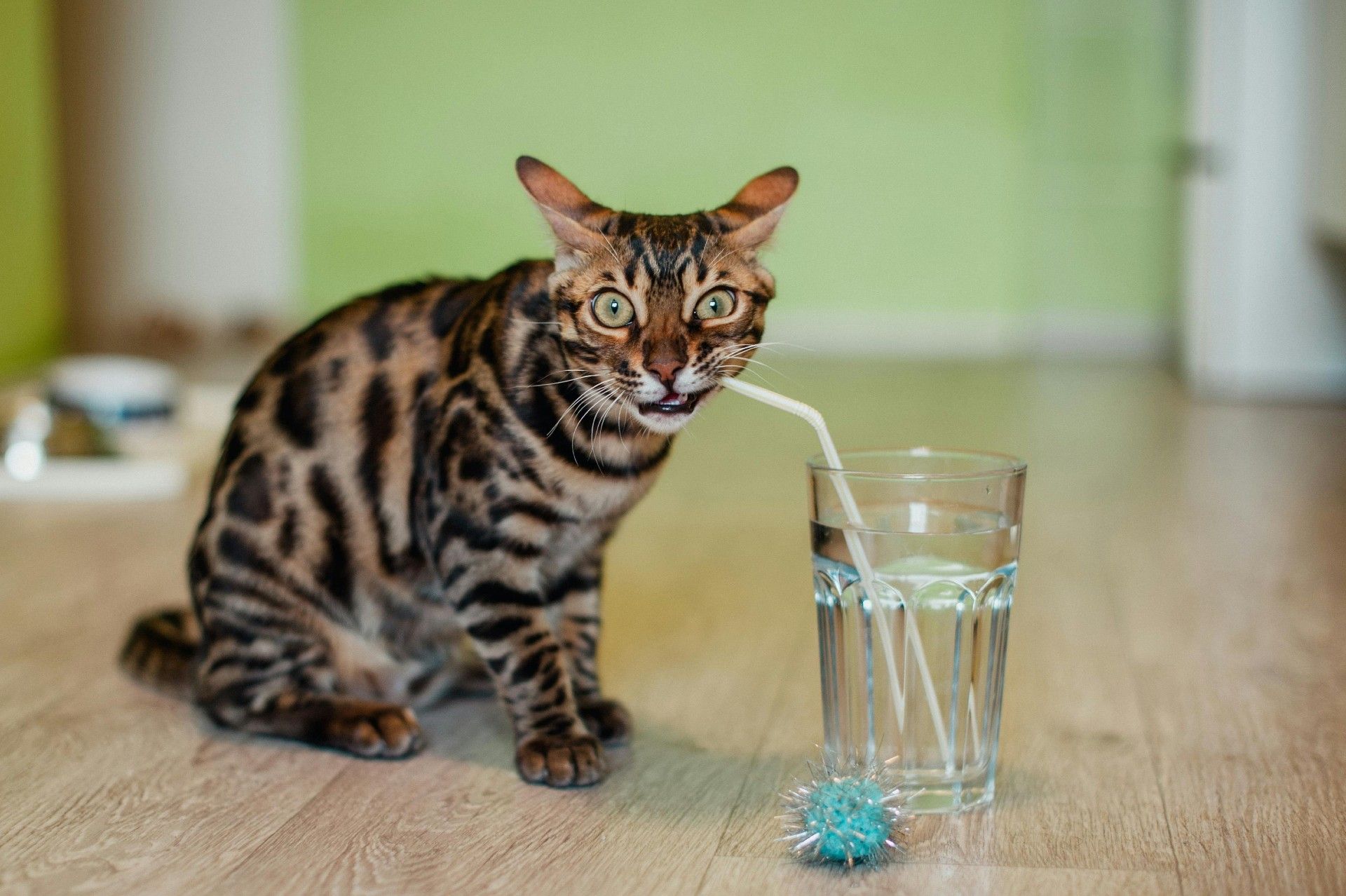 ¿Por qué tu gato no debe alimentarse solo con pienso seco? La importancia de la comida húmeda en su dieta