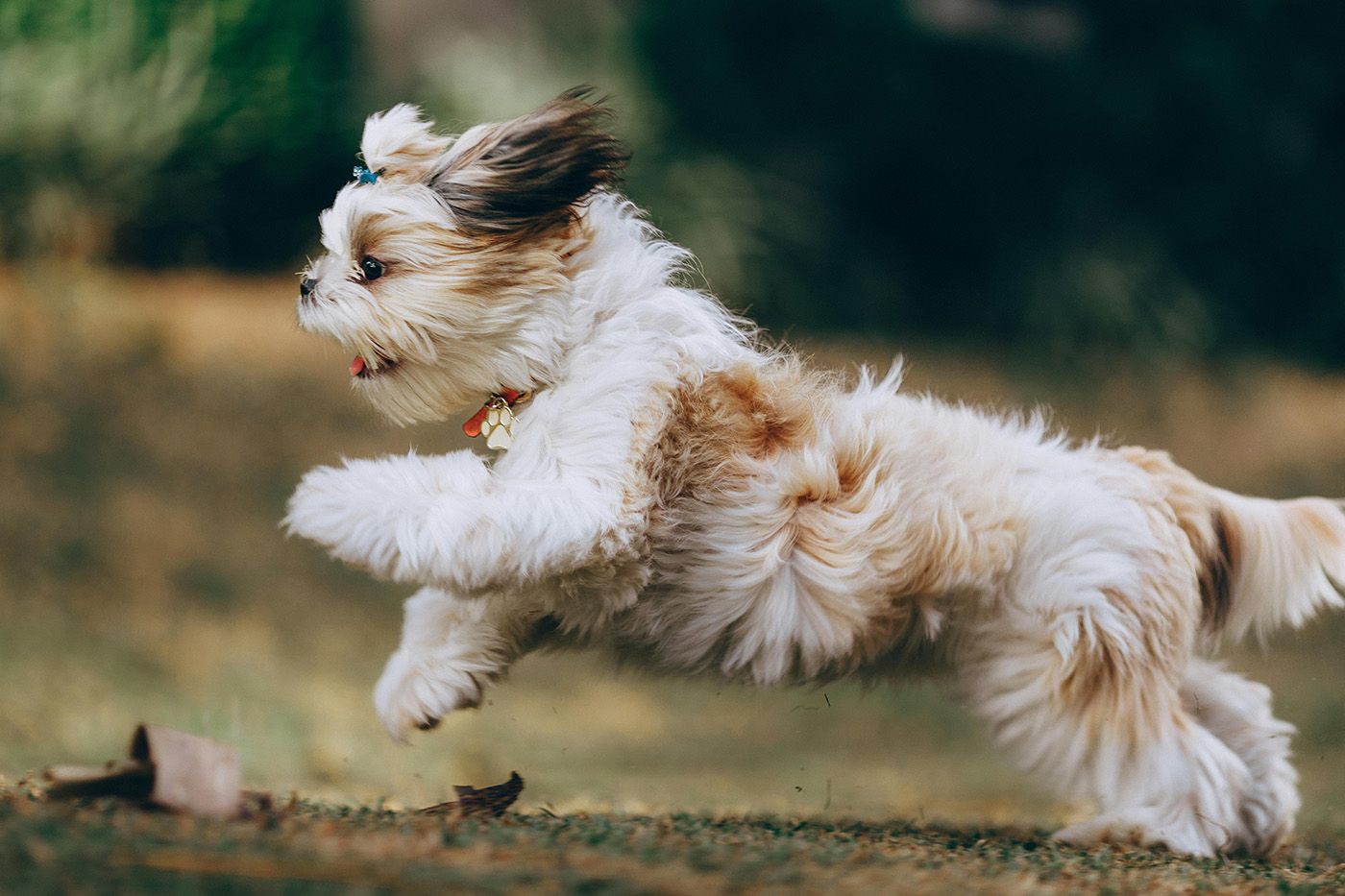 Cómo cuidar el pelo de un Shih Tzu en casa: guía práctica para pet parents responsables