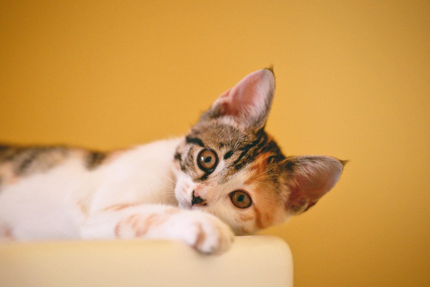 ¿Cómo desparasitar a mi gato? Guía completa