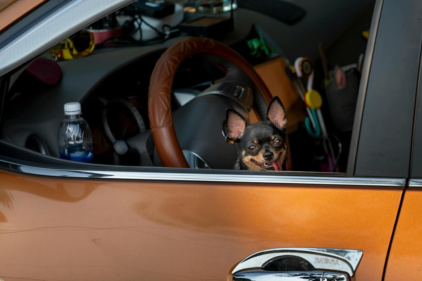 ¿Pueden viajar los perros en el asiento delantero en coche?