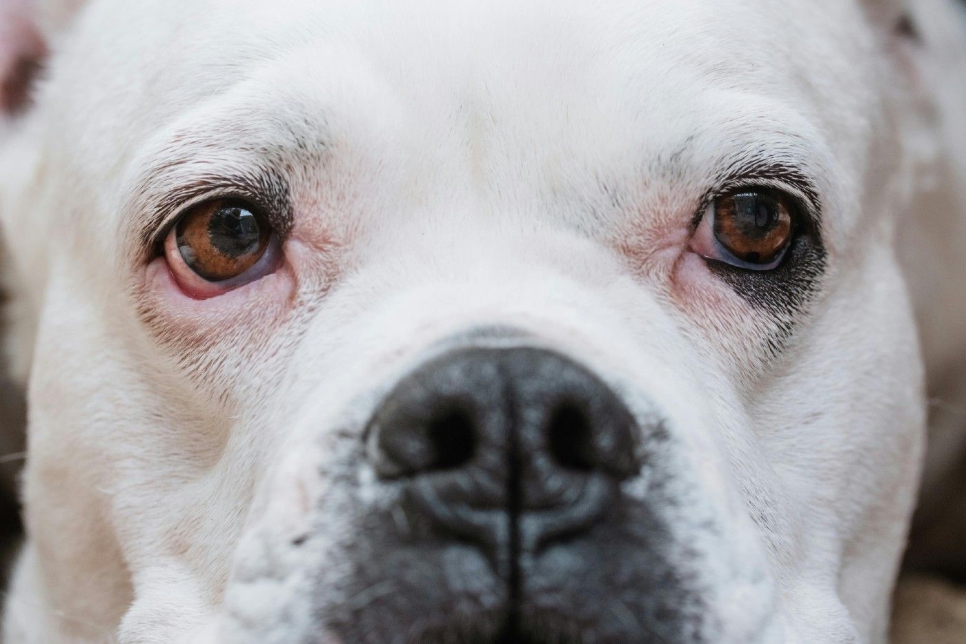 🐶 Salud ocular en perros: cómo ven y por qué su cuidado es clave para su bienestar