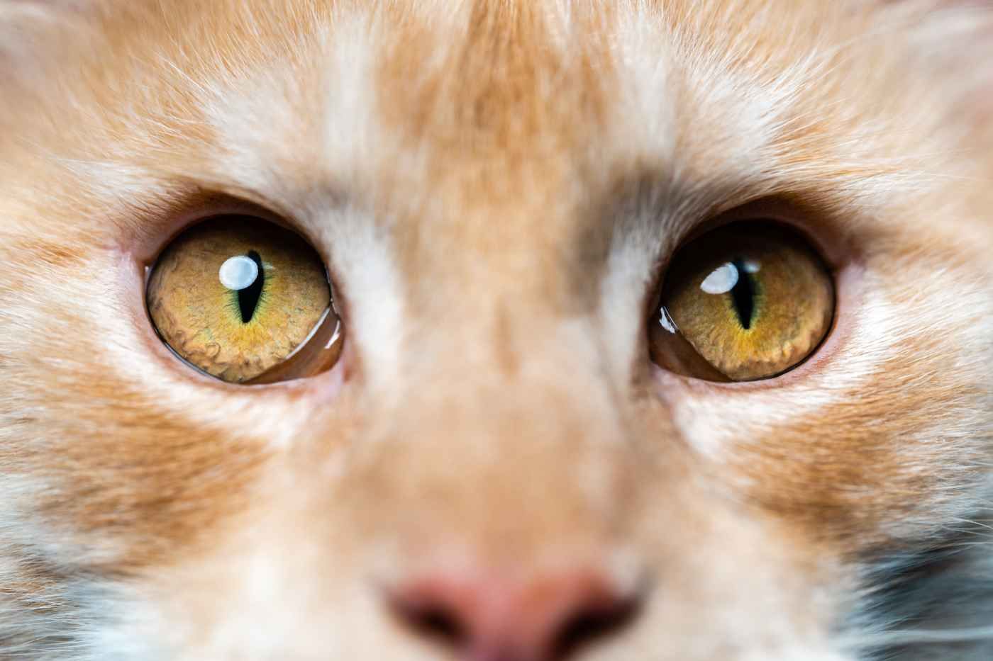 Remedios y cuidados para curar la conjuntivitis en gatos