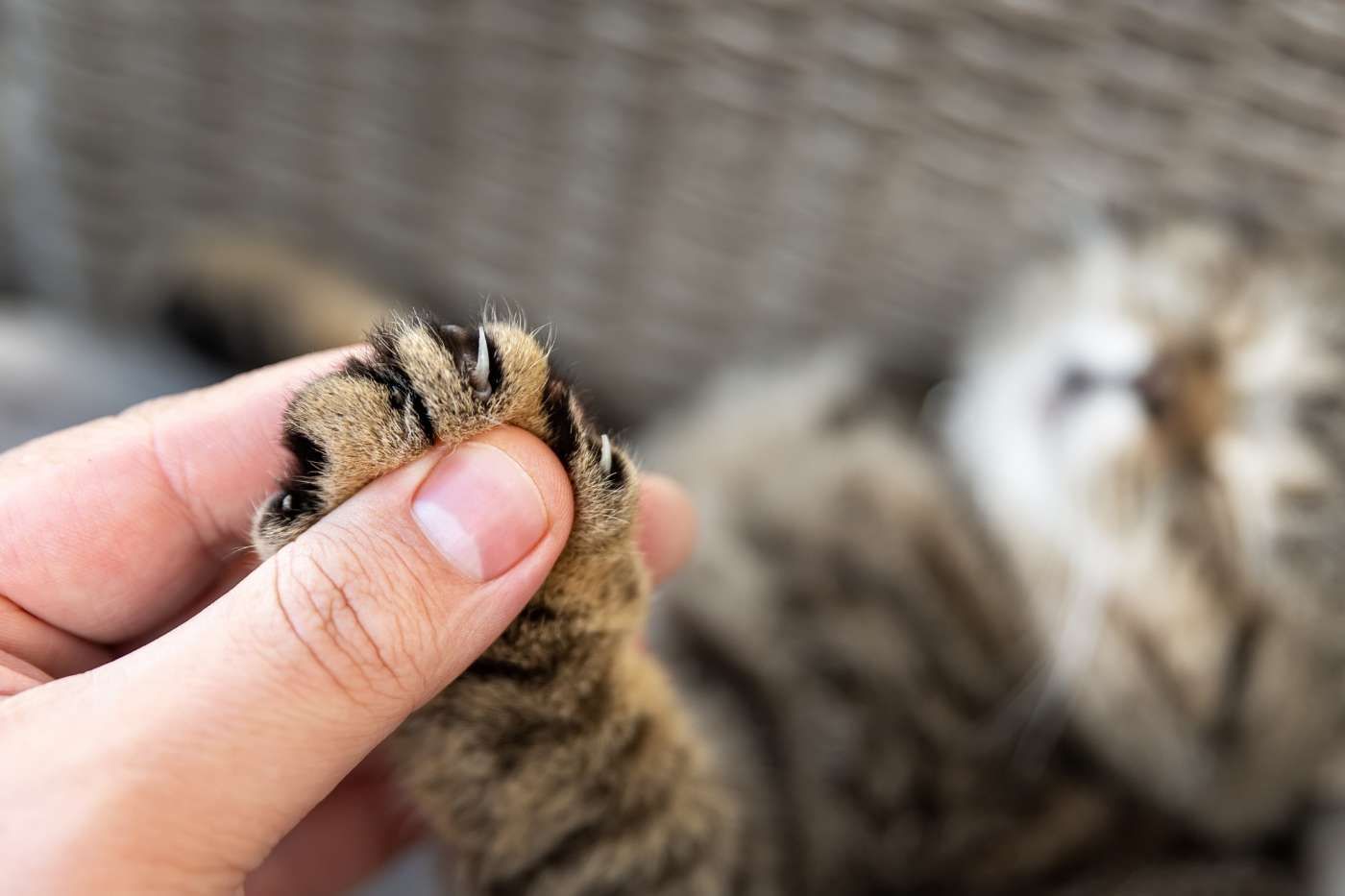 Consejos para cortar las uñas a tu gato sin estrés